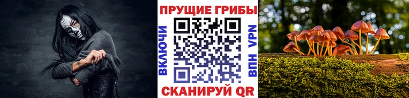 Псилоцибиновые грибы Psilocybe Березники